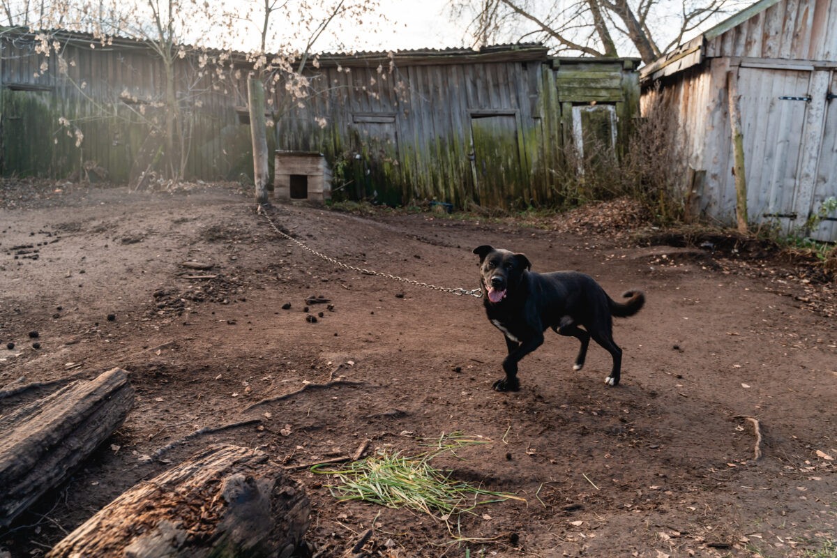 В Тверской области у домашней собаки выявили бешенство