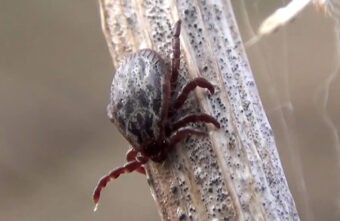 В Тверской области резко выросло число пострадавших от укусов клещей В Тверской области резко выросло число пострадавших от укусов клещей