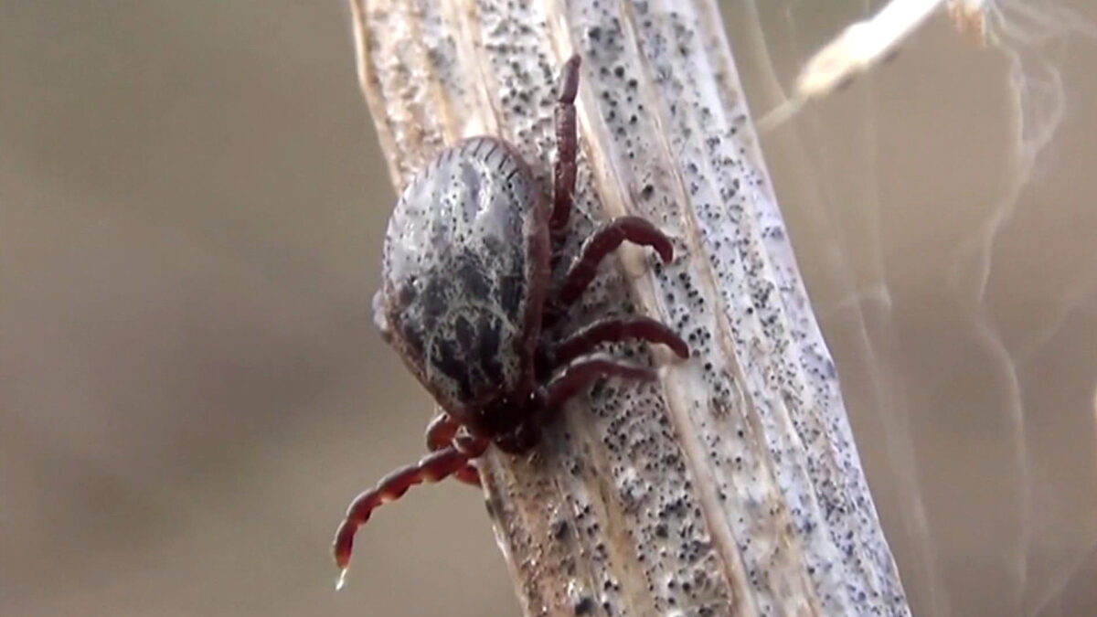 В Тверской области резко выросло число пострадавших от укусов клещей