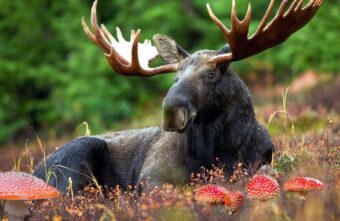 Житель Тверской области будет наказан за убийство лося Житель Тверской области будет наказан за убийство лося