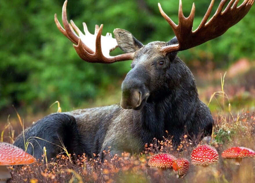 Житель Тверской области будет наказан за убийство лося