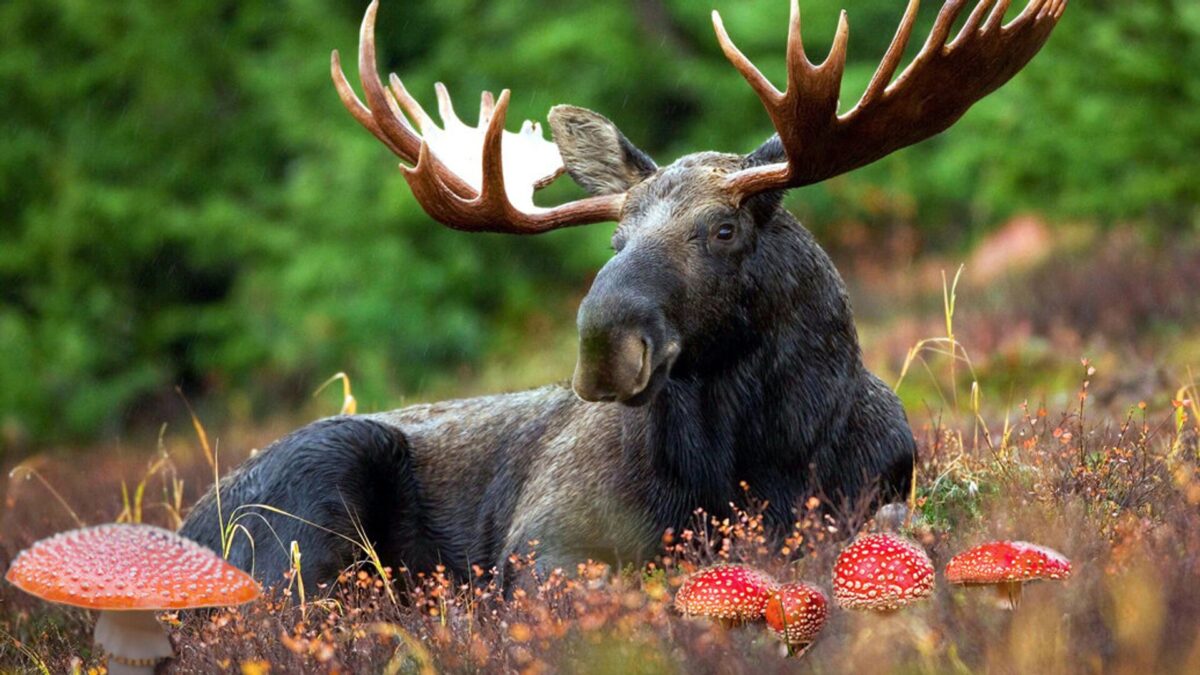 Житель Тверской области будет наказан за убийство лося
