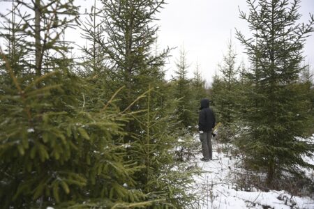 В Тверской области предстанет перед судом «лесоруб», попавший на миллион В Тверской области предстанет перед судом «лесоруб», попавший на миллион