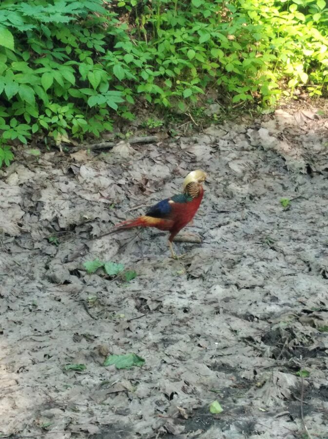 Золотой фазан, которого ловили в Тверской области, вернулся домой