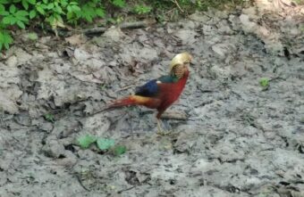 Жители Тверской области ловят всем городом золотого фазана