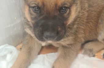 Бездомные собаки из стаи под Тверью продолжают бросать щенков