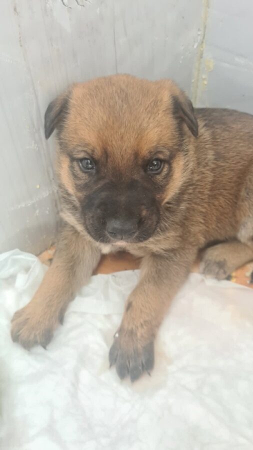 Бездомные собаки из стаи под Тверью продолжают бросать щенков