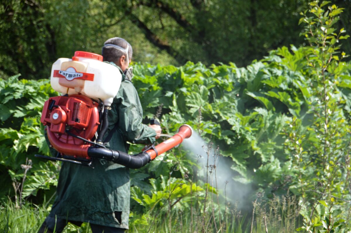 Плюс 55 гектаров: в Твери продолжают бороться с борщевиком Сосновского