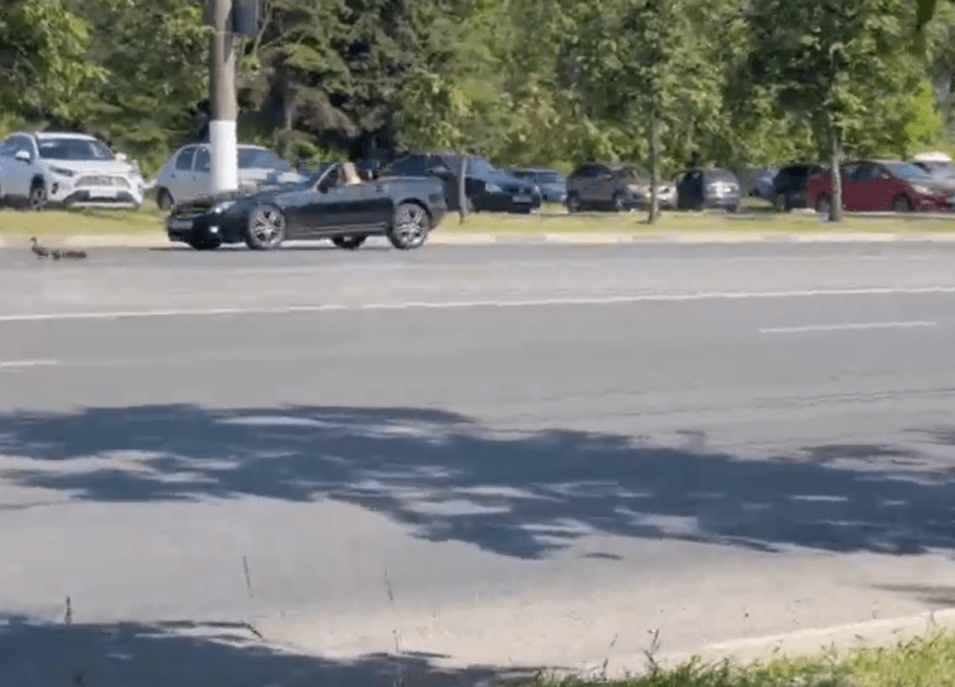 В Твери "мать" с потомством чуть не попала под машину