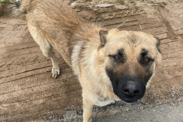 Около мусорки в Тверской области уже две недели сидит брошенный пес Около мусорки в Тверской области уже две недели сидит брошенный пес