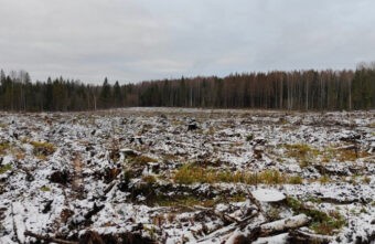 В Тверской области будут судить мужчину, похитившего древисину на 21 миллион рублей В Тверской области будут судить мужчину, похитившего древисину на 21 миллион рублей