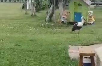 В Тверской области многодетный аист Гоша не спешит показывать детей В Тверской области многодетный аист Гоша не спешит показывать детей