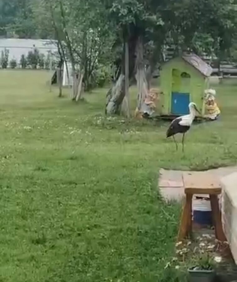 В Тверской области многодетный аист Гоша не спешит показывать детей