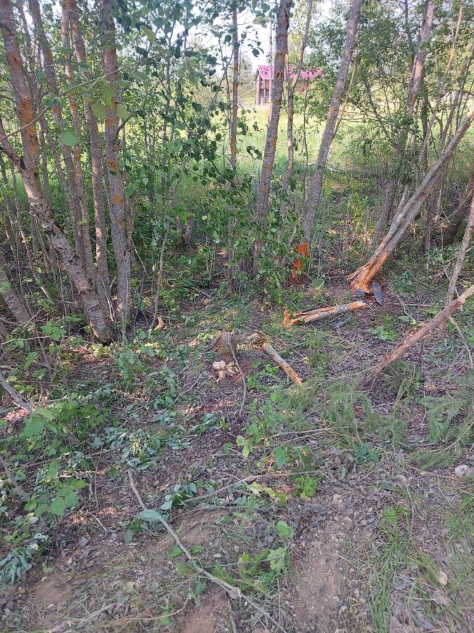 В Тверской области женщина-водитель пострадала после столкновения с деревом