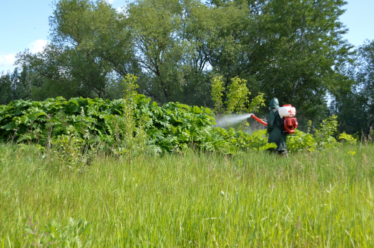 Плюс 55 гектаров: в Твери продолжают бороться с борщевиком Сосновского