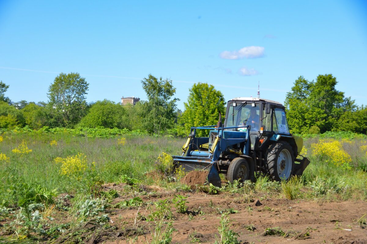 Плюс 55 гектаров: в Твери продолжают бороться с борщевиком Сосновского