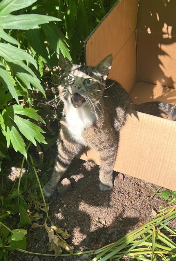 В Твери ищут волонтеров для доставки сбитой кошки к врачу