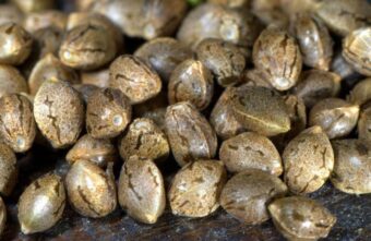 Житель Тверской области попал в колонию за покупку семян в интернете