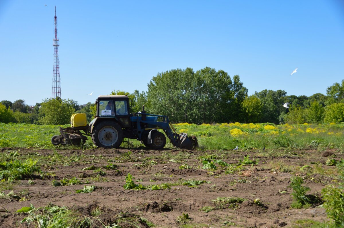Плюс 55 гектаров: в Твери продолжают бороться с борщевиком Сосновского