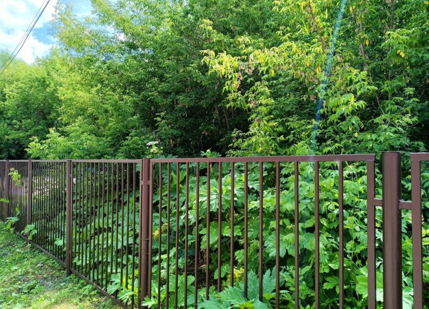 Часть Пролетарского района Твери захватил борщевик