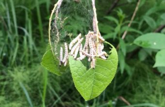 В Твери необычные гусеницы атаковали деревья вдоль реки В Твери необычные гусеницы атаковали деревья вдоль реки