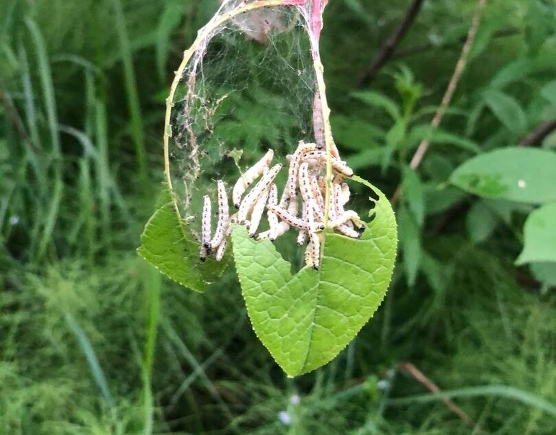 В Твери необычные гусеницы атаковали деревья вдоль реки