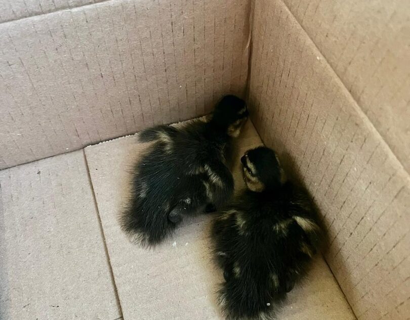 Жители Тверской области спасли утят от голодных котов