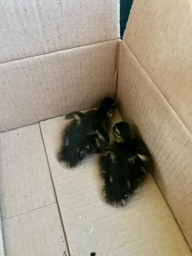 Жители Тверской области спасли утят от голодных котов