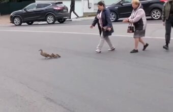 Жители Тверской области помогли утиному семейству Жители Тверской области помогли утиному семейству