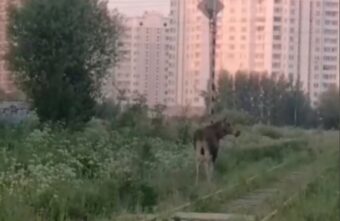 По улицам Твери вновь промчался лосенок По улицам Твери вновь промчался лосенок