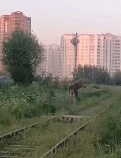 По улицам Твери вновь промчался лосенок