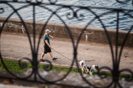 Кинологи назвали 5 правил безопасного летнего отдыха с собакой Кинологи назвали 5 правил безопасного летнего отдыха с собакой