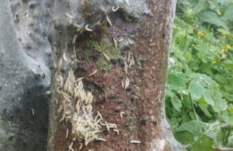 В Тверской области продолжается нашествие гусениц В Тверской области продолжается нашествие гусениц