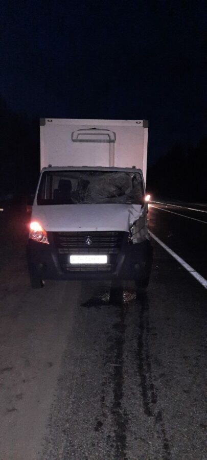 Водителя, наехавшего на лося в Тверской области, увезли в больницу
