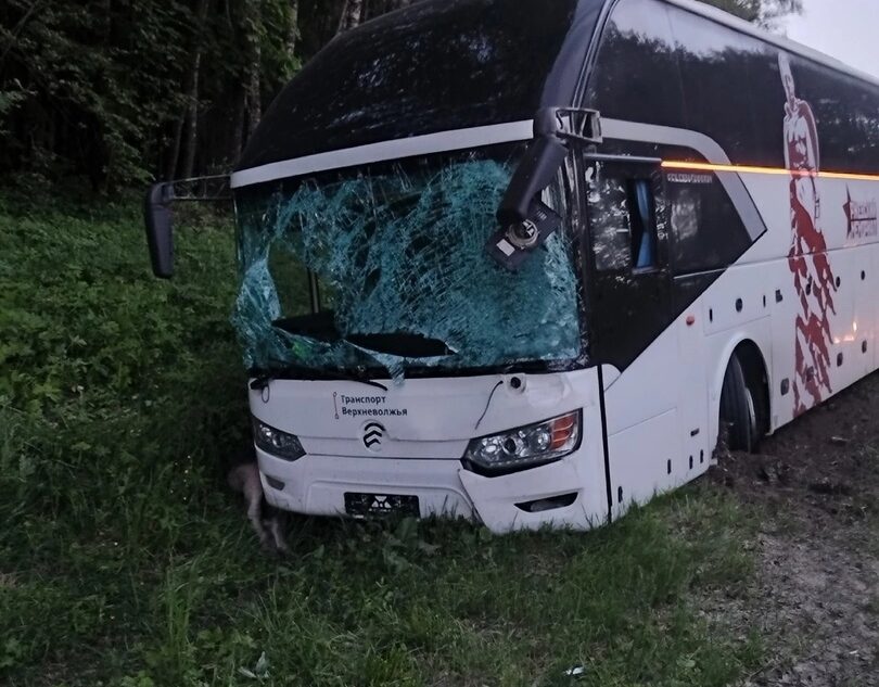 В Тверской области лось стал причиной ДТП
