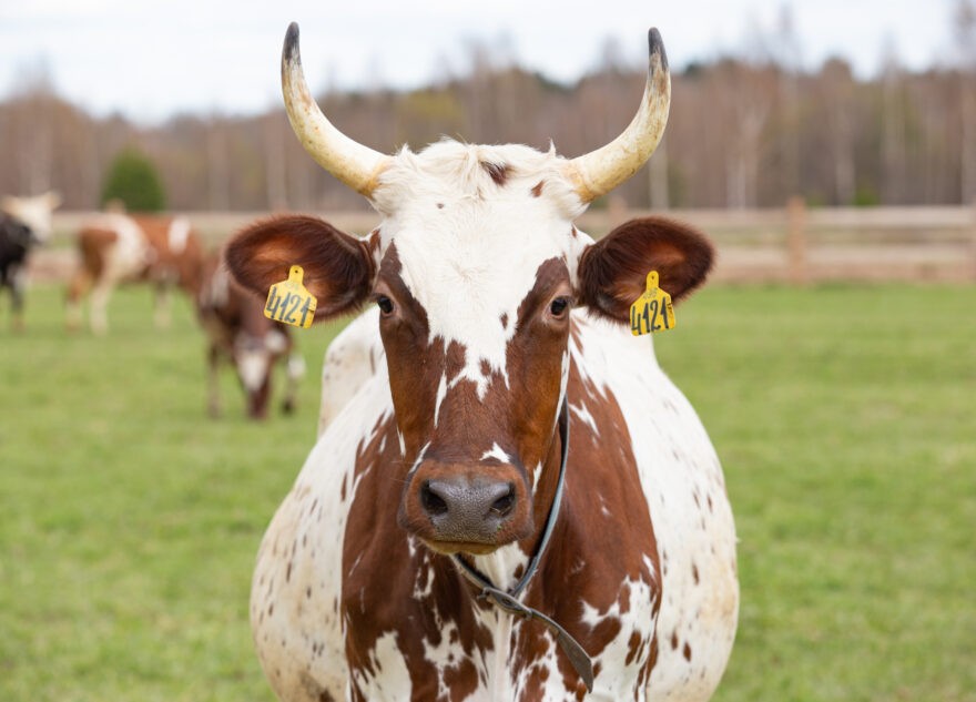 На территории Тверской области планируются и реализуются 16 инвестиционных проектов в сельском хозяйстве