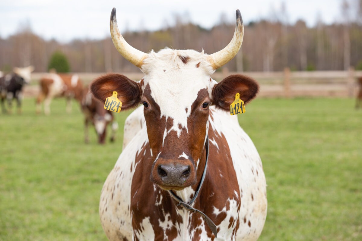 На территории Тверской области планируются и реализуются 16 инвестиционных проектов в сельском хозяйстве