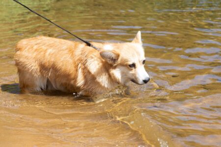 Кинологи посоветовали, как подготовить собаку к купанию в море