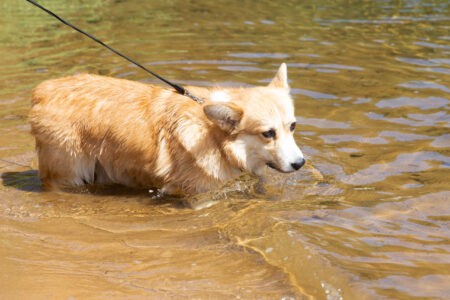 Кинологи назвали породы собак, которые не подойдут новичкам Кинологи назвали породы собак, которые не подойдут новичкам