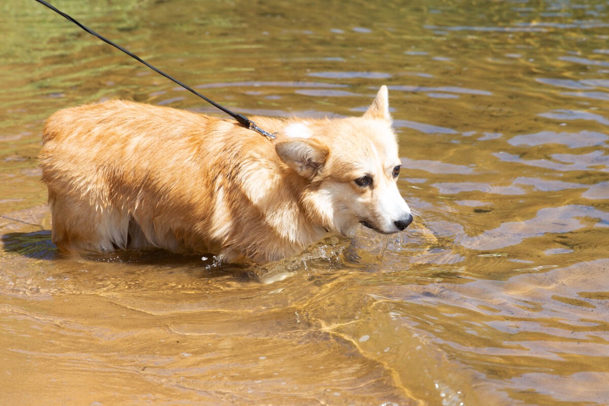 Кинологи назвали породы собак, которые не подойдут новичкам