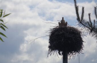 Со второй попытки у аистов в Тверской области появились птенцы Со второй попытки у аистов в Тверской области появились птенцы