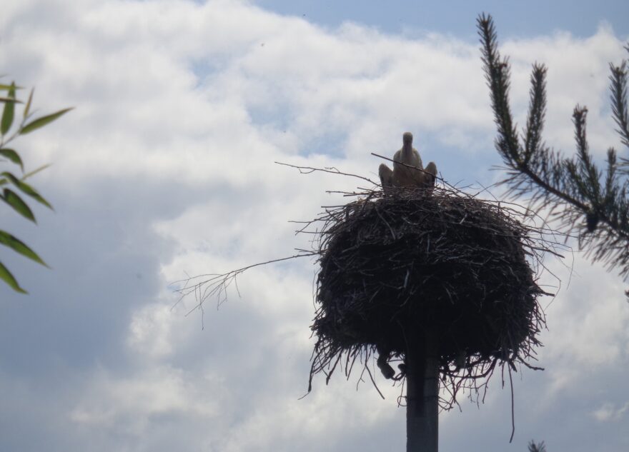 Со второй попытки у аистов в Тверской области появились птенцы