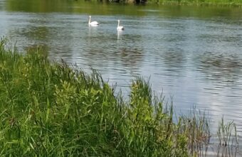 Лебеди в Тверской области разрешили снять себя на видео