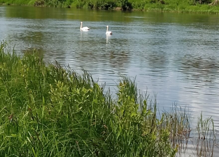 Лебеди в Тверской области разрешили снять себя на видео