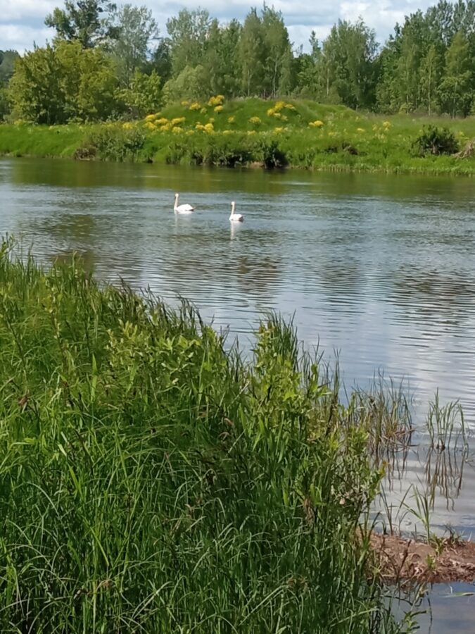 Лебеди в Тверской области разрешили снять себя на видео