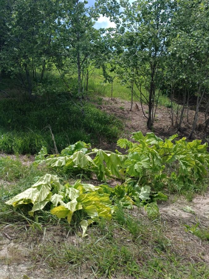 В Лихославльском округе уничтожают заросли борщевика