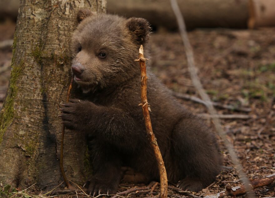 Из леса в Тверской области вышли в эфир десять медвежат