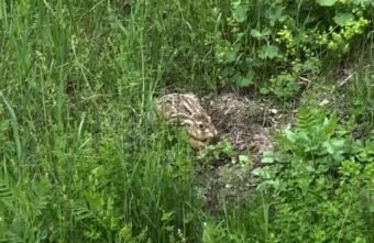 У одного из магазинов Твери прятался заяц У одного из магазинов Твери прятался заяц