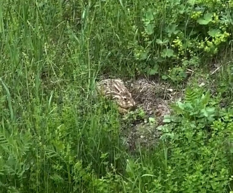 У одного из магазинов Твери прятался заяц