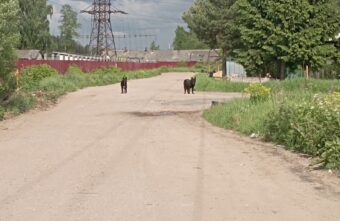 В Твери собака с текущими слюнями пугает прохожих В Твери собака с текущими слюнями пугает прохожих
